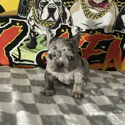 Frenchie Puppy