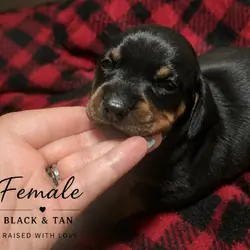 Female dachshund