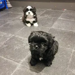 Quality Bred Family Rasied Shih Tzu puppies
