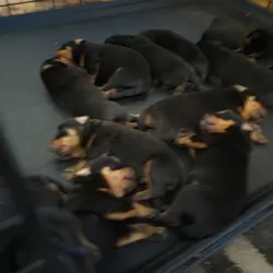 Sweet Rottweiler Puppies