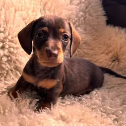 Well Trianed dachshund puppies