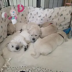 Two Adorable Retrievers puppies
