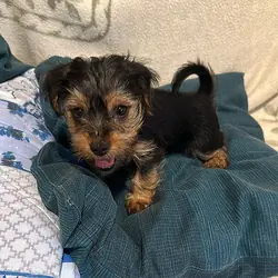 Registered Yorkshire terrier Puppies