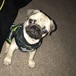 Cute and Adorable Pug Puppies