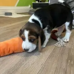 Beautiful Beagle Puppies