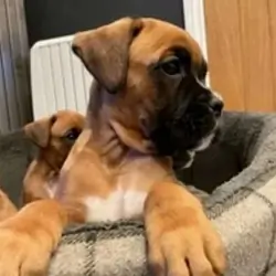 AKC Boxer Puppies