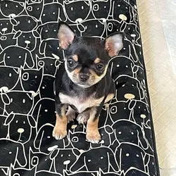 Beutifull Chihuahua Puppies