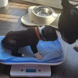 Cute Boston Terrier Puppies