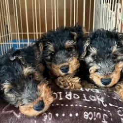 Welsh Terrier