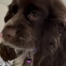 Cocker Spaniel Puppy — Coco 🐾🦴