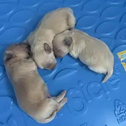 Maltipoo