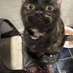 CAT - domestic short haired tortie (female)
