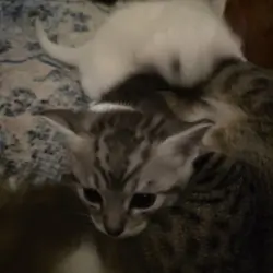 2 kittens left for free