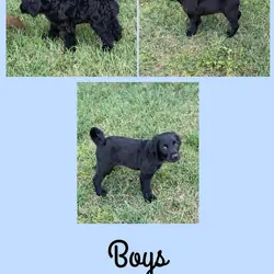 Labradoodle puppies