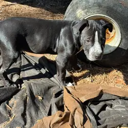 American Bully Pups 12wks ready to go!