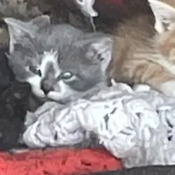 Litter of kittens