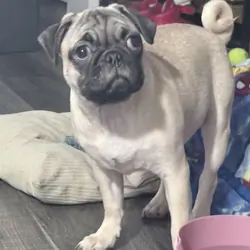 Pug puppies