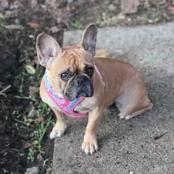 Female French Bulldog