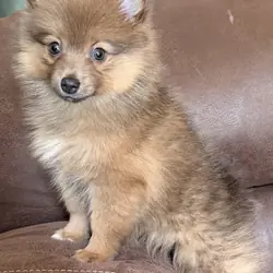 Pomeranian puppy