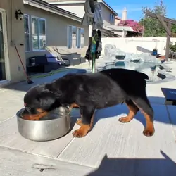 Rottweiler