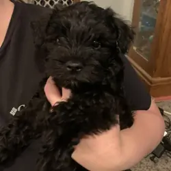 miniature schnauzer