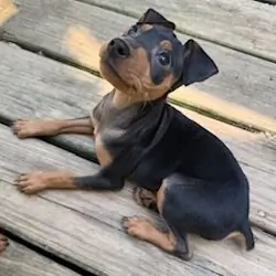Miniature pinscher puppy