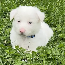 Border Collie Puppies