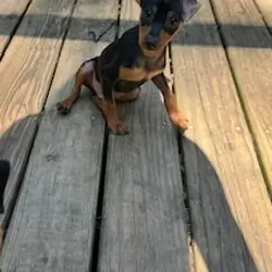 Miniature pinscher