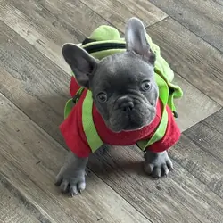 Frenchie