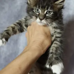 TICA REGISTERED Maine Coon Kitten