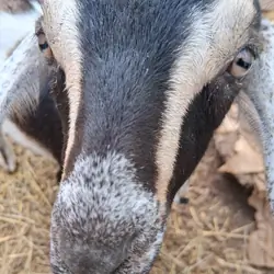 2 Mini Nubian Bucklings