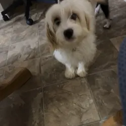 6 month old cavapoo