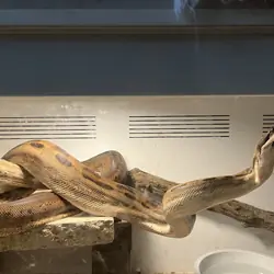 Boa constrictor Python