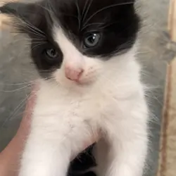 Kitten
