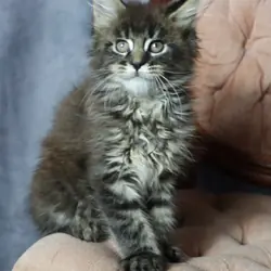 Maine Coon Kitten