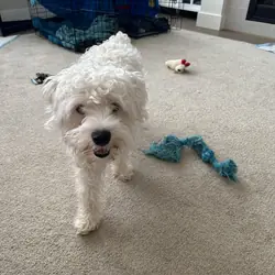 Miniature schnauzer
