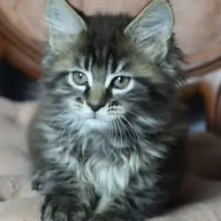 Maine Coon Kitten TICA REGISTERED