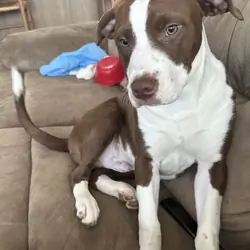 Pitbull