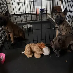 Belgian malinois
