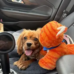 Cavalier King Charles Spaniel AKC