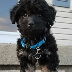 Havanese Puddle