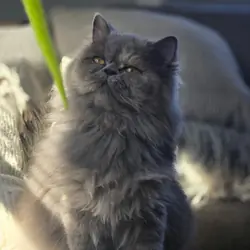 Persian kitten