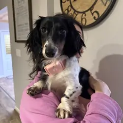 Dachshund