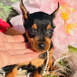 Miniature Pinscher puppies available!