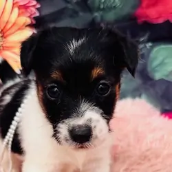Jack Russell Terriers