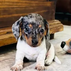 Miniature Dachshunds