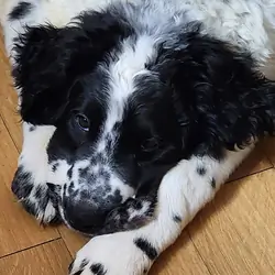 Newfidoodle Puppies 🐶