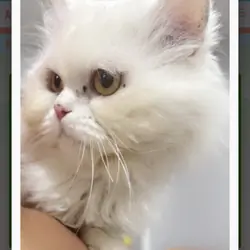 White persian cat male