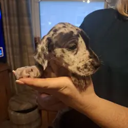 Great Dane Puppies available