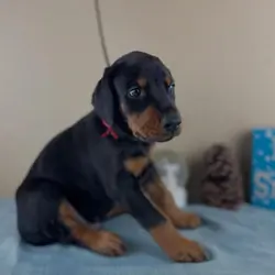 Doberman Pinscher puppies